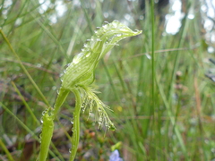 Pterostylis unicornis