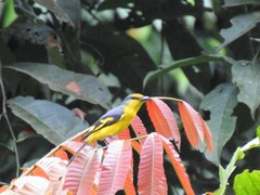 Pericrocotus speciosus