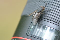 Hybomitra bimaculata