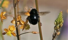 Xylocopa sonorina