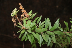 Melaleuca recurva