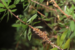 Melaleuca recurva