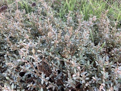 Atriplex semibaccata