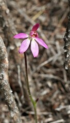 Caladenia minor