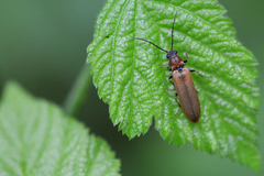 Denticollis linearis