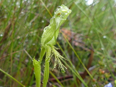 Pterostylis unicornis