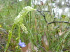 Pterostylis unicornis