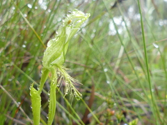 Pterostylis unicornis