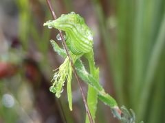 Pterostylis unicornis