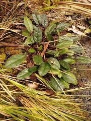 Brachyglottis bellidioides