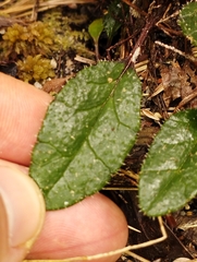 Brachyglottis bellidioides