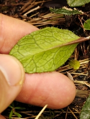 Brachyglottis bellidioides