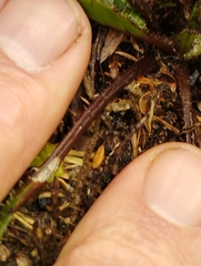 Brachyglottis bellidioides