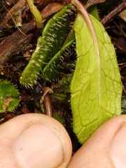 Brachyglottis bellidioides