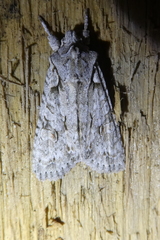 Lithophane ornitopus