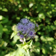 Ageratum