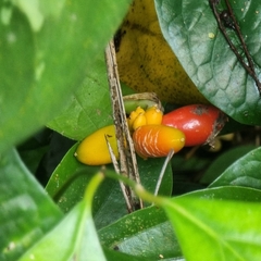 Aglaonema commutatum