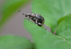 Liophloeus tessulatus