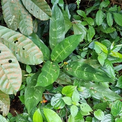 Aglaonema commutatum