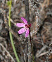 Caladenia minor