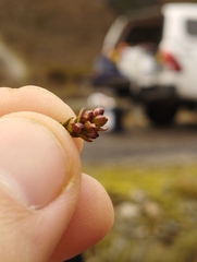 Epacris alpina
