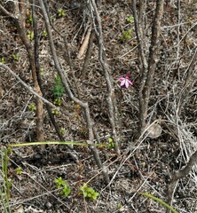 Caladenia minor