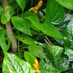 Aglaonema commutatum