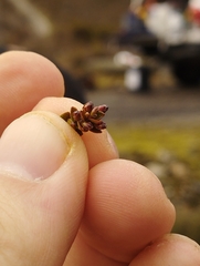 Epacris alpina