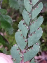 Adiantum cunninghamii
