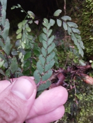 Adiantum cunninghamii