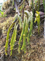 Psilotum complanatum