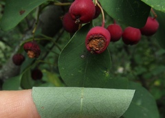 Cotoneaster multiflorus