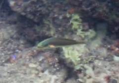 Stethojulis bandanensis