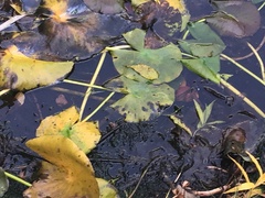 Nuphar lutea