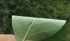 Cotoneaster multiflorus