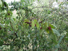 Cotoneaster multiflorus