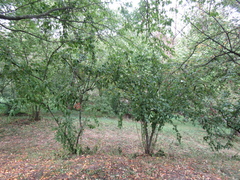 Cotoneaster multiflorus