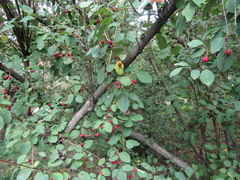 Cotoneaster multiflorus