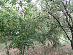 Cotoneaster multiflorus