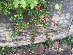 Cotoneaster horizontalis