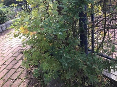 Scandosorbus intermedia