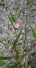 Thelymitra carnea