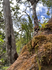 Psilotum complanatum