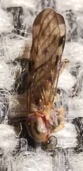 Opomyza