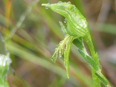 Pterostylis unicornis