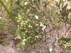 Euchaetis albertiniana