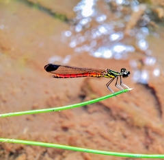 Libellago aurantiaca