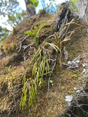 Psilotum complanatum