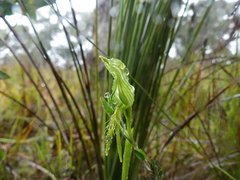 Pterostylis unicornis