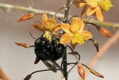 Xylocopa sonorina